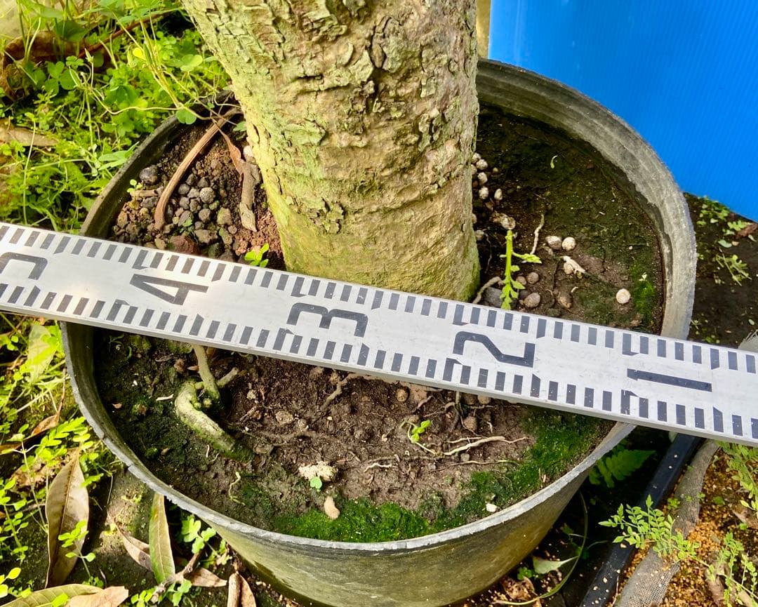 花芽・11 ヤマシタマンゴー　耐寒性　特選フルーツ