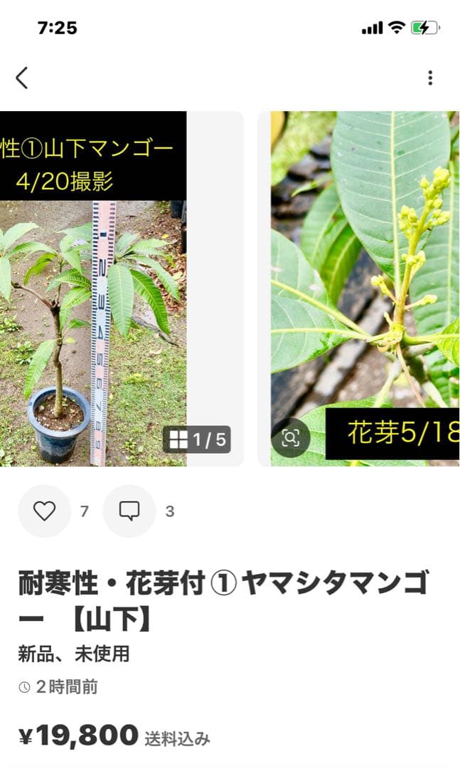 花芽・11 ヤマシタマンゴー　耐寒性　特選フルーツ