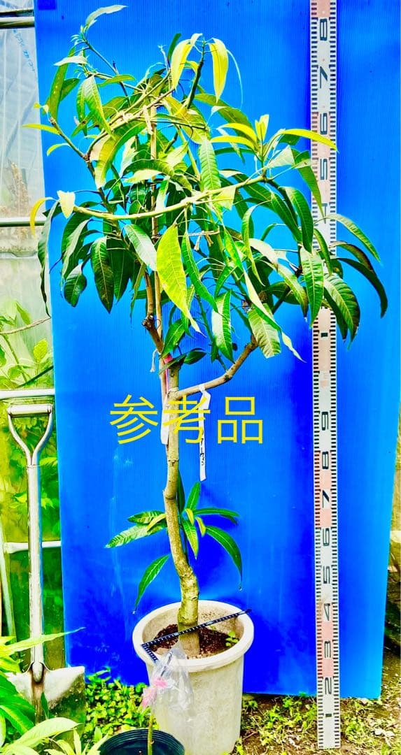 花芽・11 ヤマシタマンゴー　耐寒性　特選フルーツ