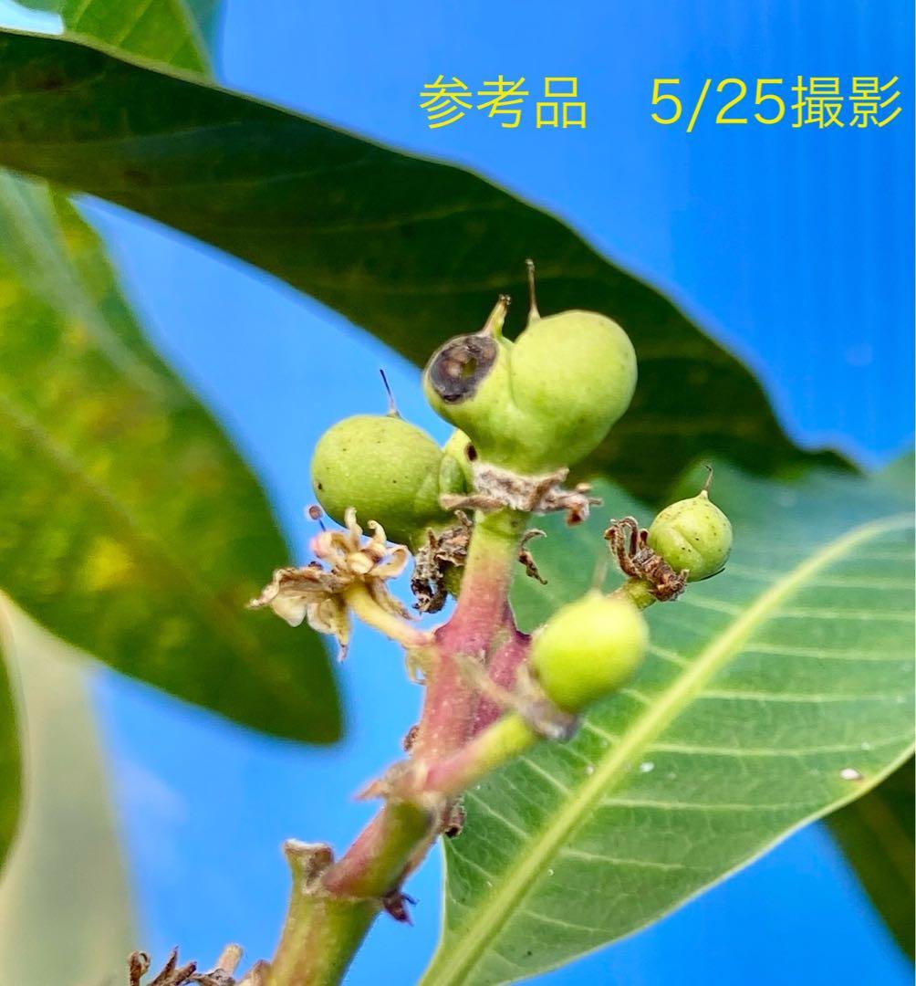花芽・11 ヤマシタマンゴー　耐寒性　特選フルーツ
