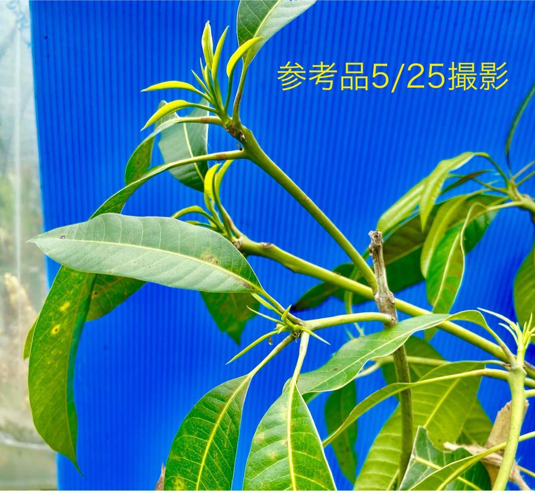 花芽・11 ヤマシタマンゴー　耐寒性　特選フルーツ