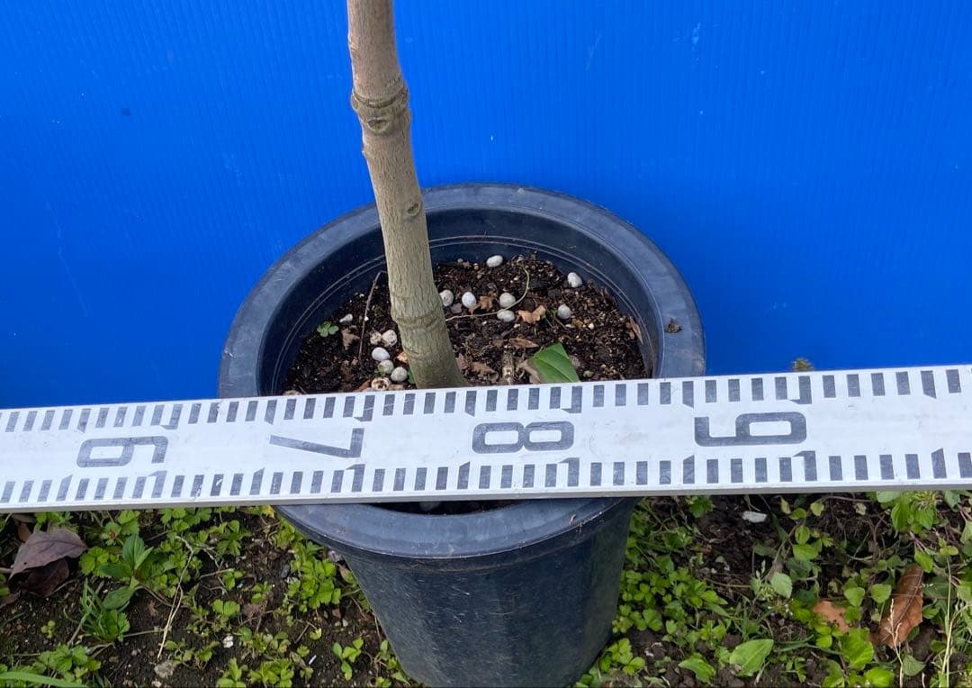 花芽・11 ヤマシタマンゴー　耐寒性　特選フルーツ