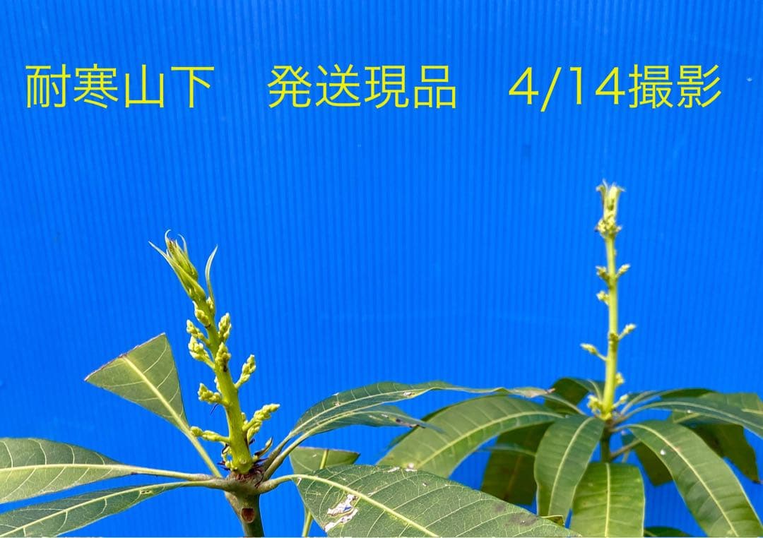 花芽・11 ヤマシタマンゴー　耐寒性　特選フルーツ