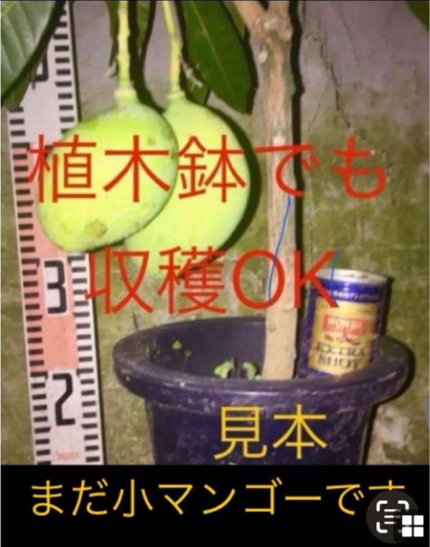 花芽・11 ヤマシタマンゴー　耐寒性　特選フルーツ