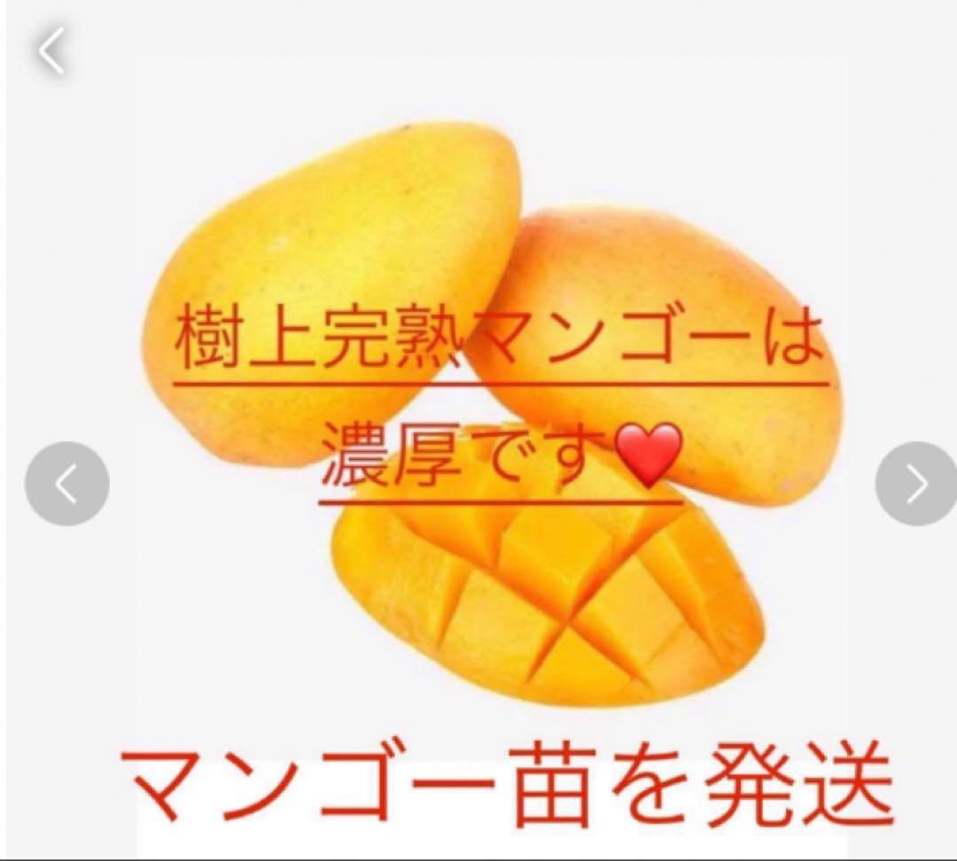 花芽・11 ヤマシタマンゴー　耐寒性　特選フルーツ