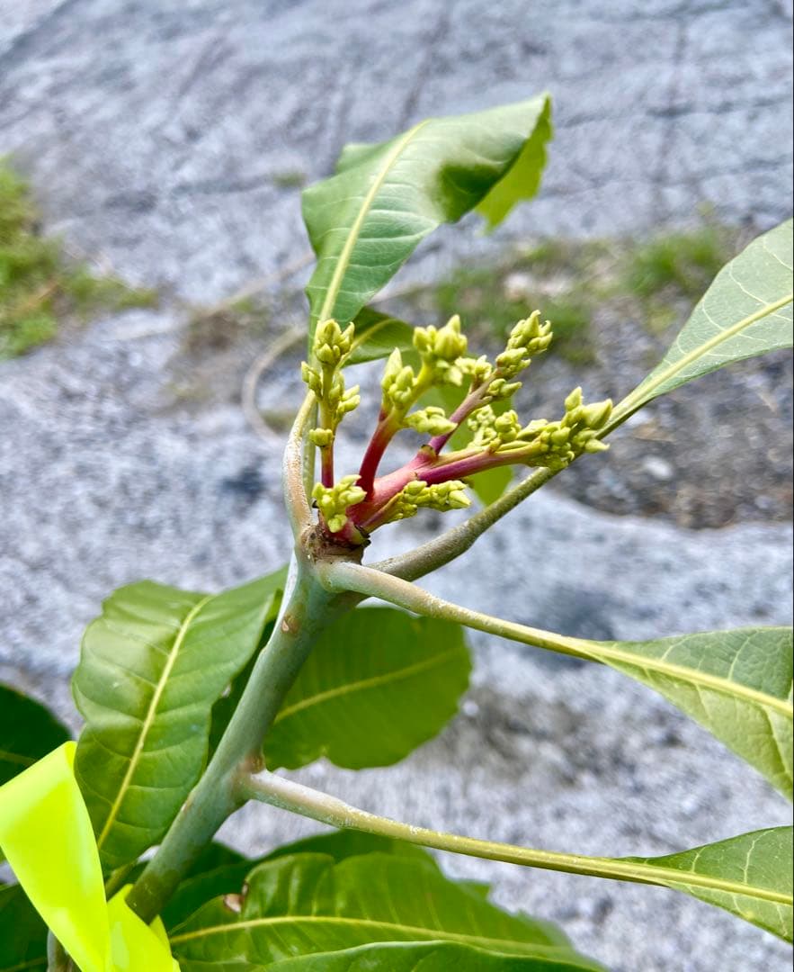 花芽・11 ヤマシタマンゴー　耐寒性　特選フルーツ