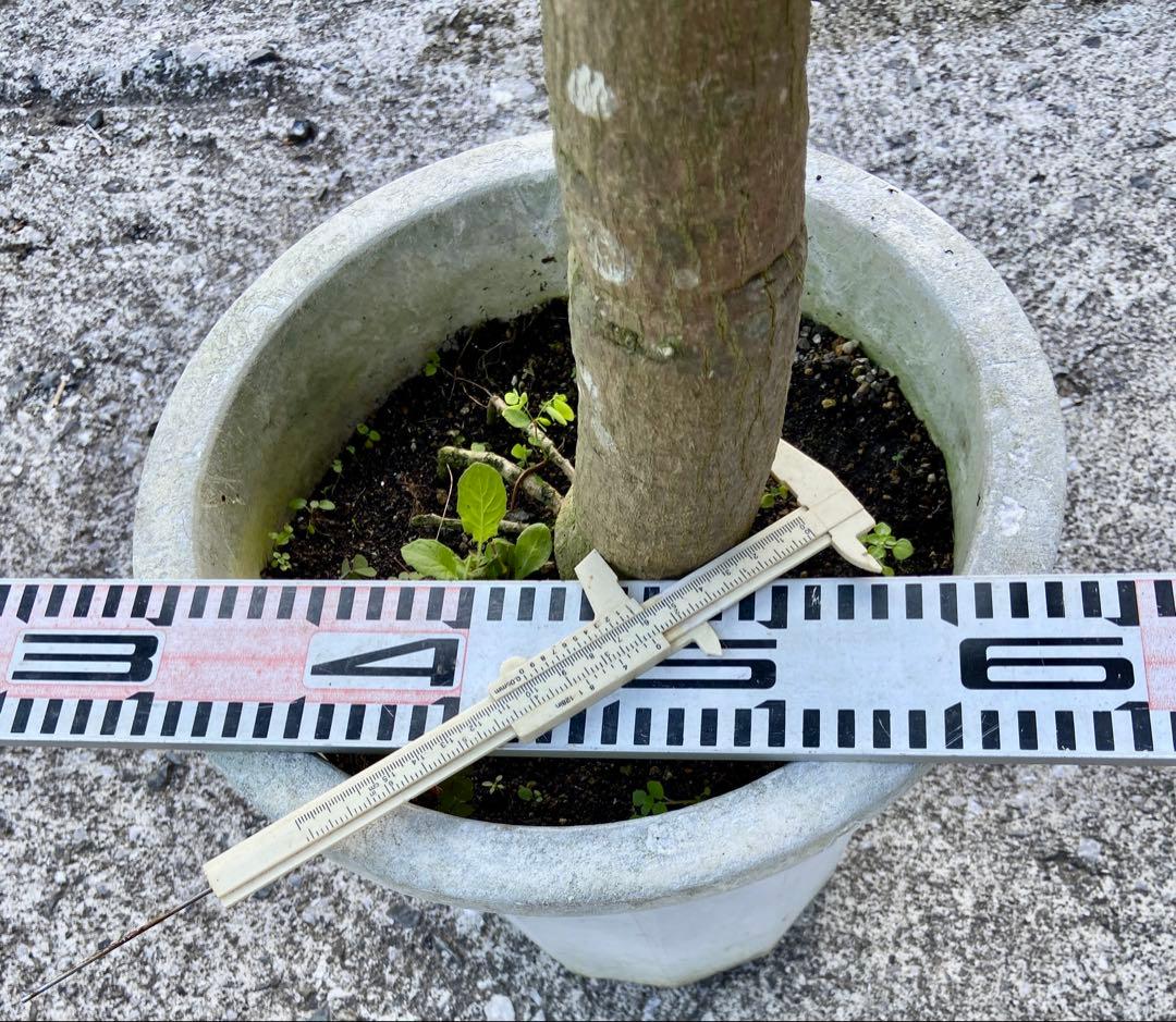 花芽・11 ヤマシタマンゴー　耐寒性　特選フルーツ