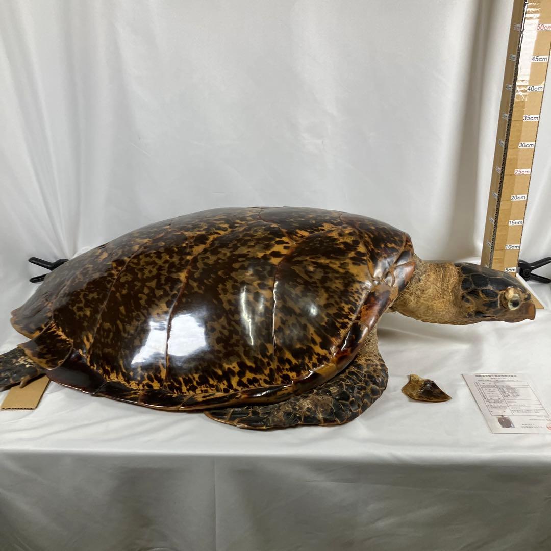 タイマイ亀の剥製 〔国際希少野生動植物種登録票有り〕 - メルカリ
