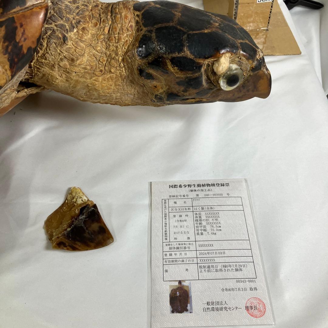 タイマイ亀の剥製 〔国際希少野生動植物種登録票有り〕 - メルカリ