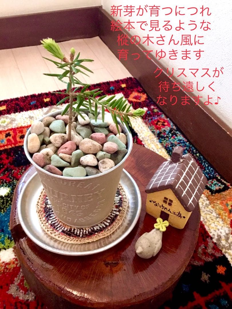 希望の象徴！幸運木【森からやって来た天然野生のもみの木さん＊樅の木】今年3年生！