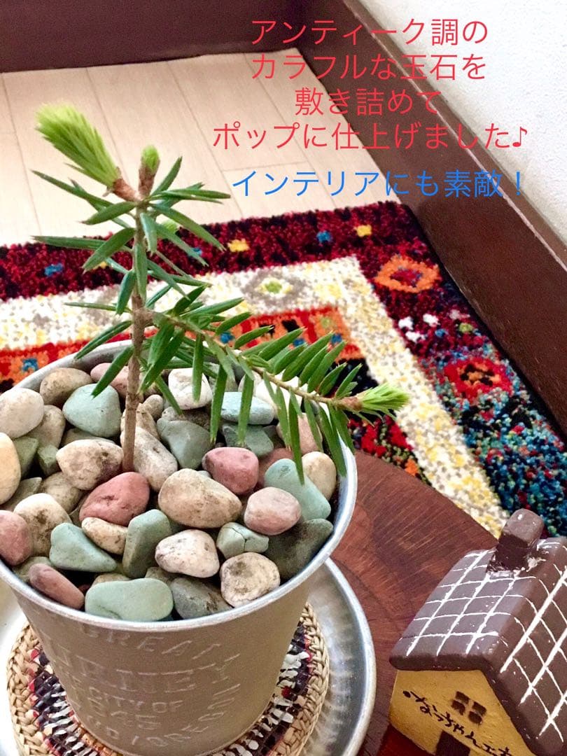 希望の象徴！幸運木【森からやって来た天然野生のもみの木さん＊樅の木】今年3年生！