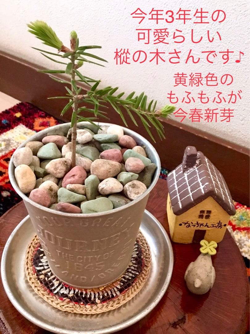 希望の象徴！幸運木【森からやって来た天然野生のもみの木さん＊樅の木】今年3年生！