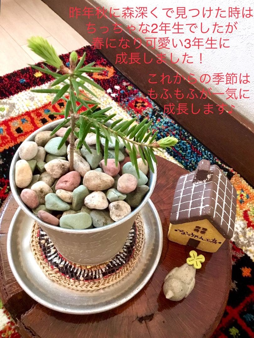 希望の象徴！幸運木【森からやって来た天然野生のもみの木さん＊樅の木】今年3年生！