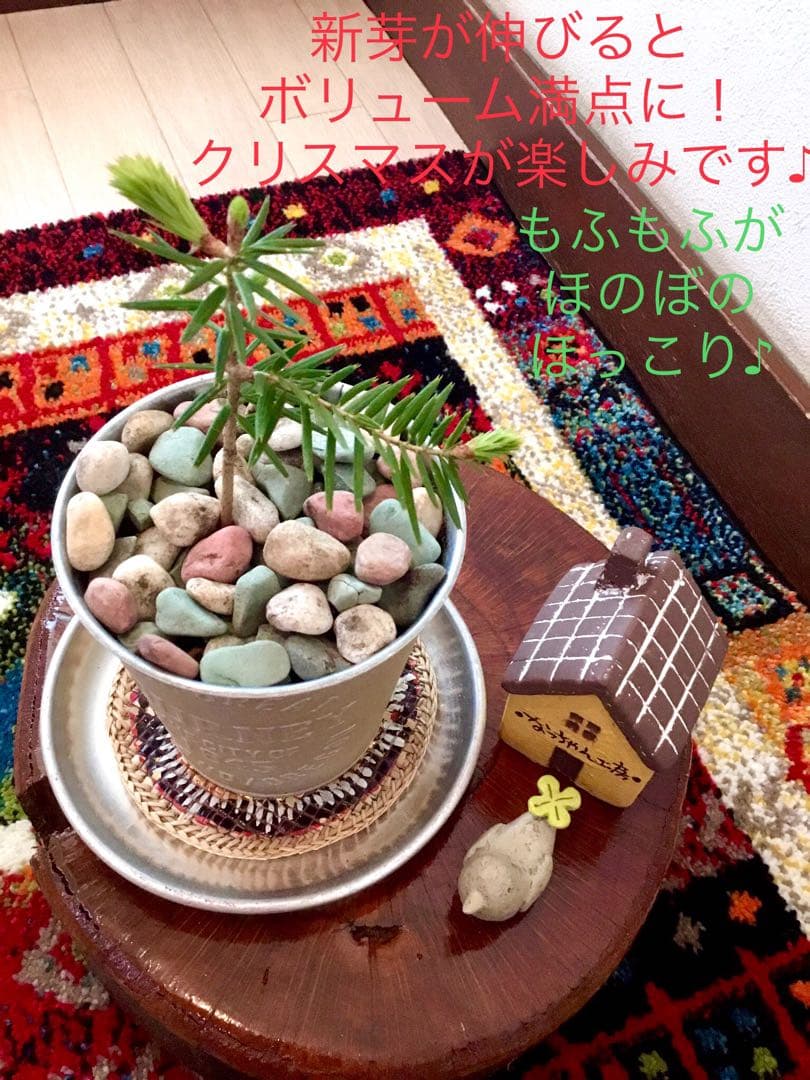 希望の象徴！幸運木【森からやって来た天然野生のもみの木さん＊樅の木】今年3年生！