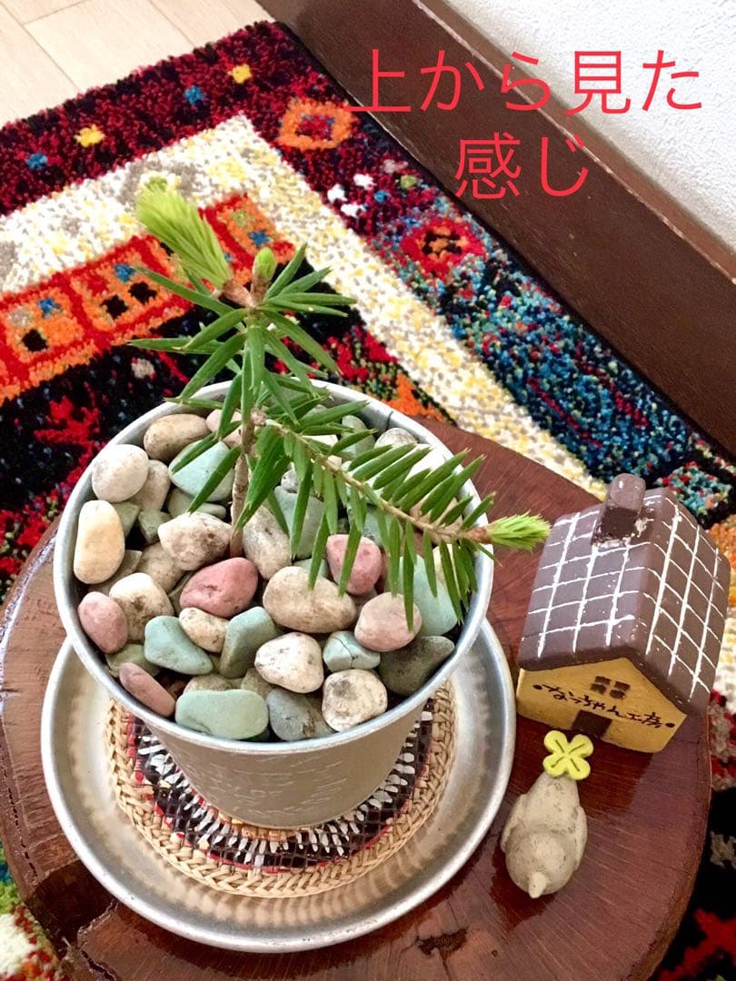 希望の象徴！幸運木【森からやって来た天然野生のもみの木さん＊樅の木】今年3年生！