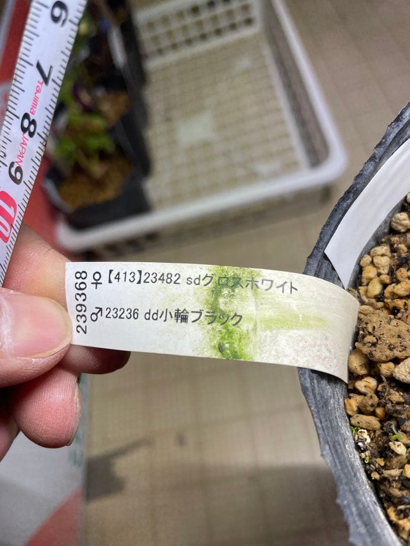 加藤農園 鴉葉 リトルコレクション クリスマスローズ - メルカリ