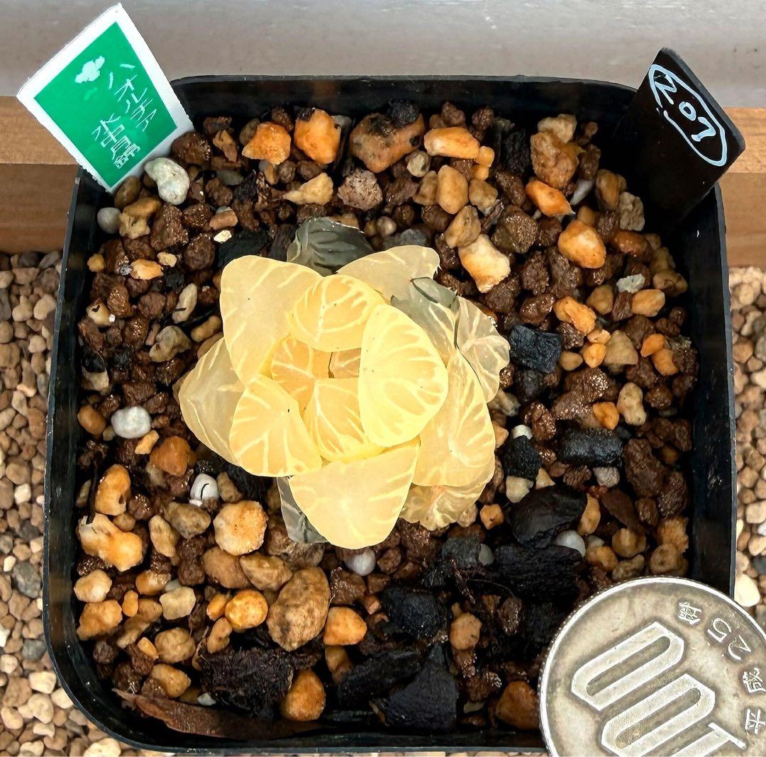 微根発根済‼️極上班‼️多肉植物 ハオルチア オブツーサ錦 水中月錦