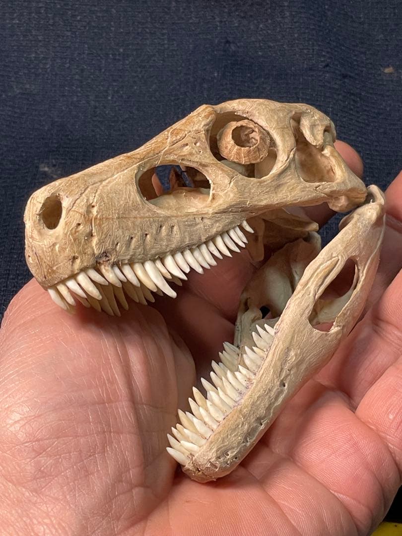 木彫 恐竜 ヘレラサウルス頭骨模型 1/10 - メルカリ