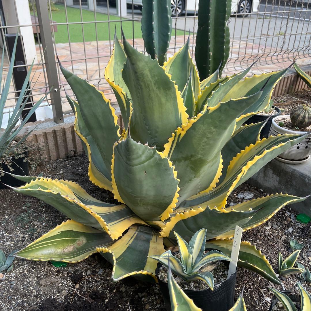 アガベ　サルミアナ　リップルエフェクト　美形・大株　幅92cm