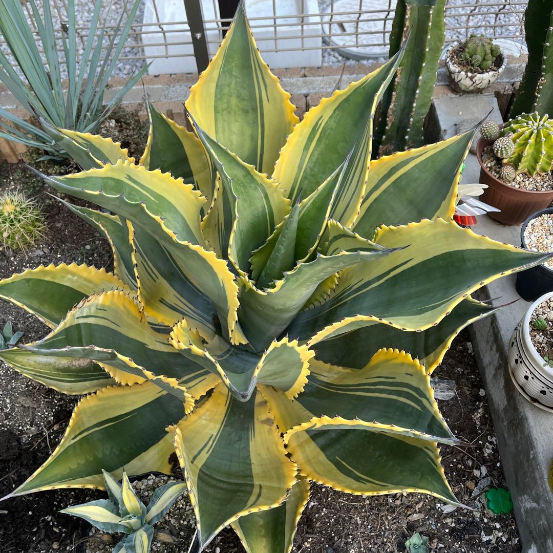 アガベ　サルミアナ　リップルエフェクト　美形・大株　幅92cm