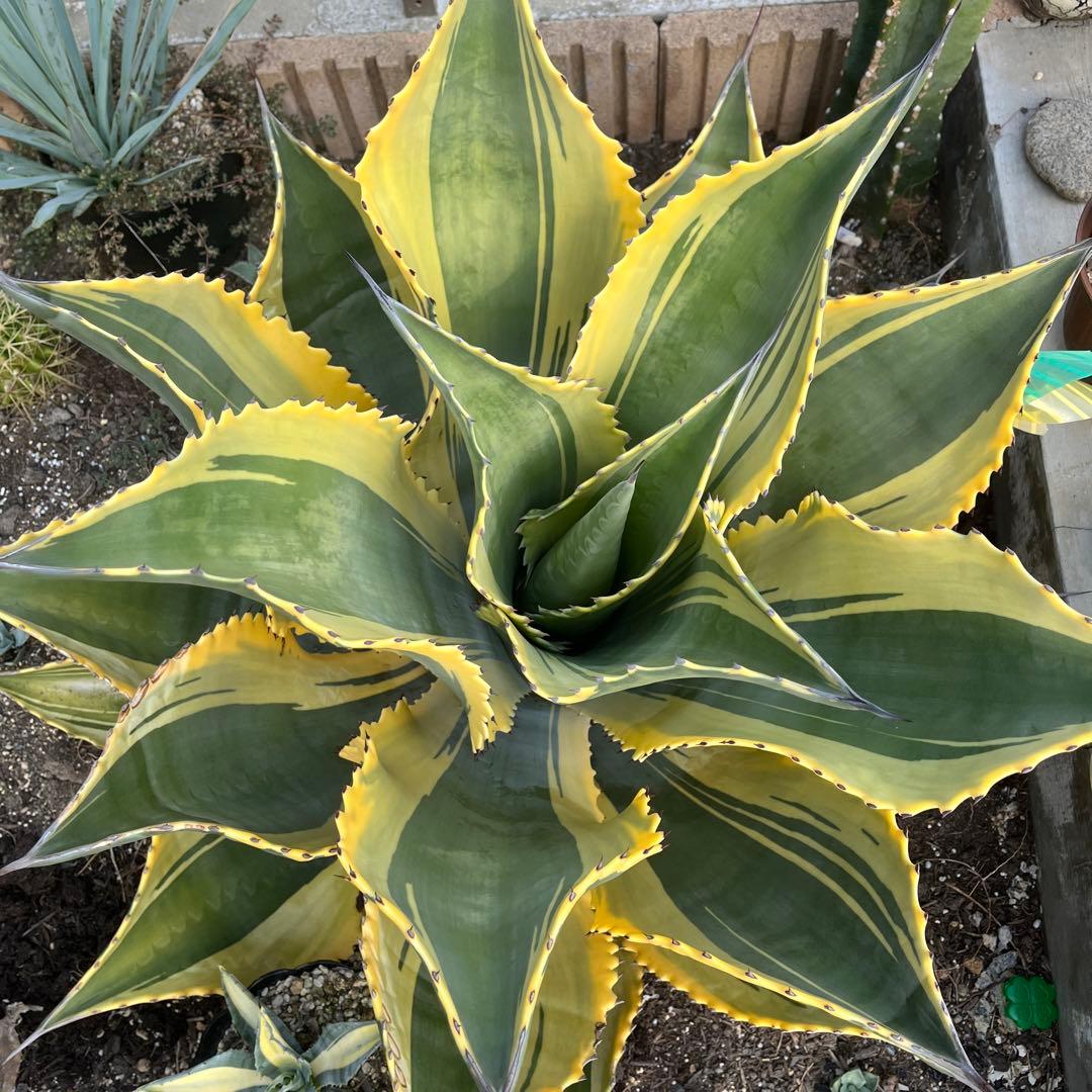 アガベ　サルミアナ　リップルエフェクト　美形・大株　幅92cm