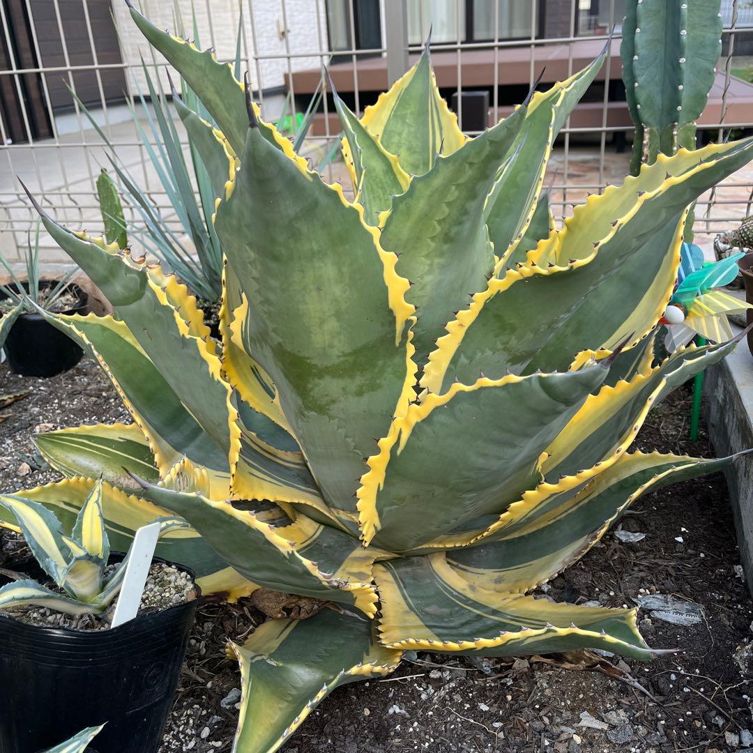 アガベ　サルミアナ　リップルエフェクト　美形・大株　幅92cm