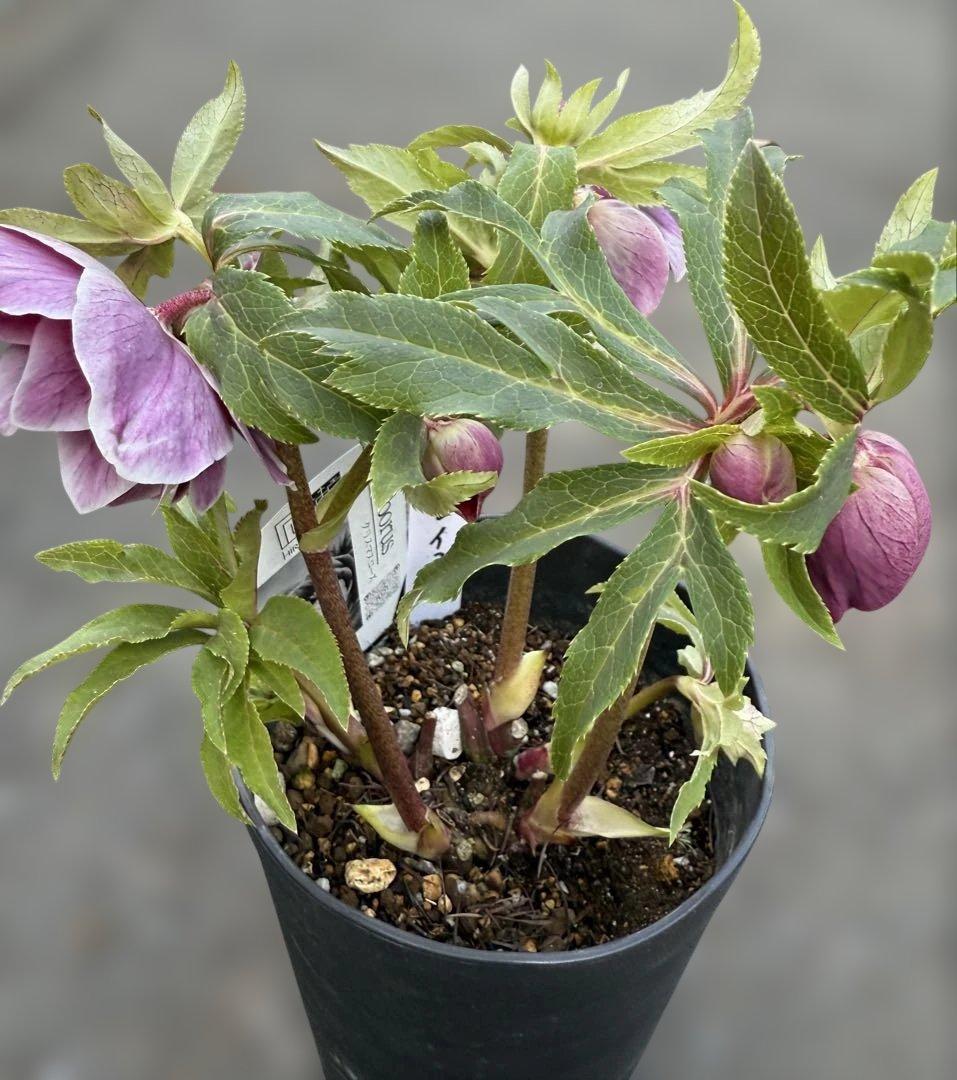 ★極上！ソレイユ　レッド★札付き★クリスマスローズ開花株