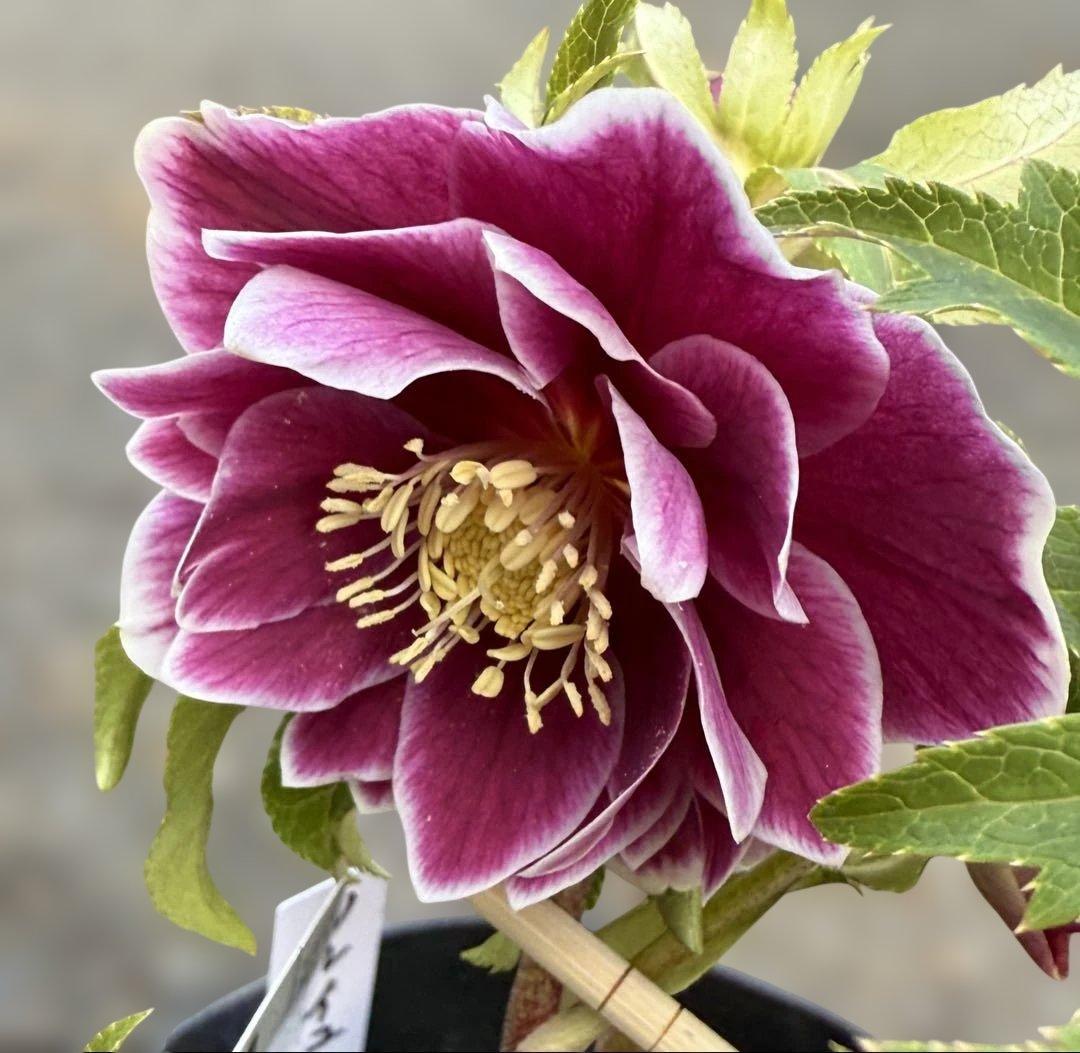 ★極上！ソレイユ　レッド★札付き★クリスマスローズ開花株