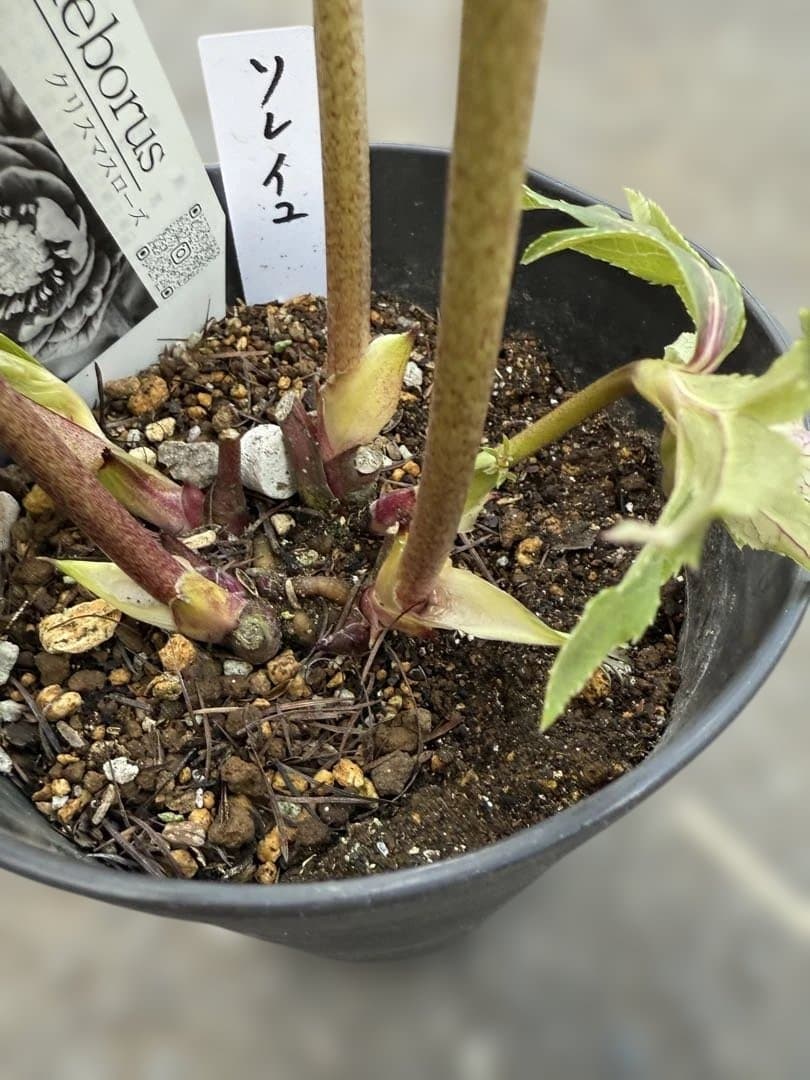 ★極上！ソレイユ　レッド★札付き★クリスマスローズ開花株