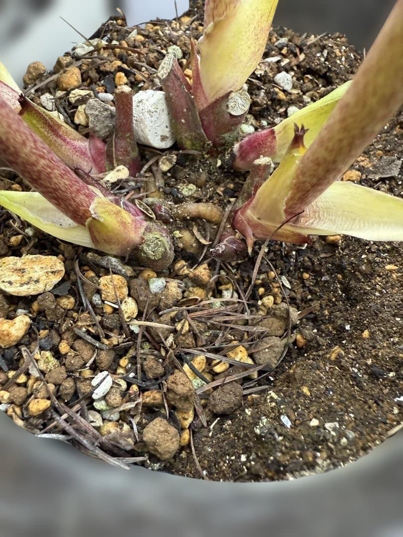 ★極上！ソレイユ　レッド★札付き★クリスマスローズ開花株