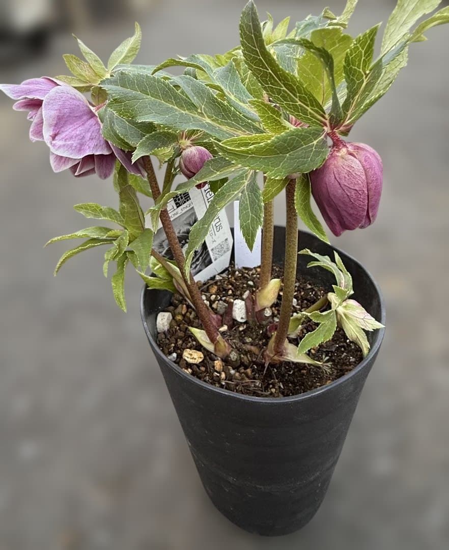 ★極上！ソレイユ　レッド★札付き★クリスマスローズ開花株