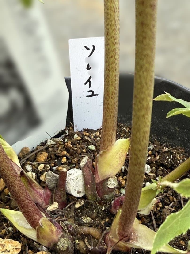 ★極上！ソレイユ　レッド★札付き★クリスマスローズ開花株