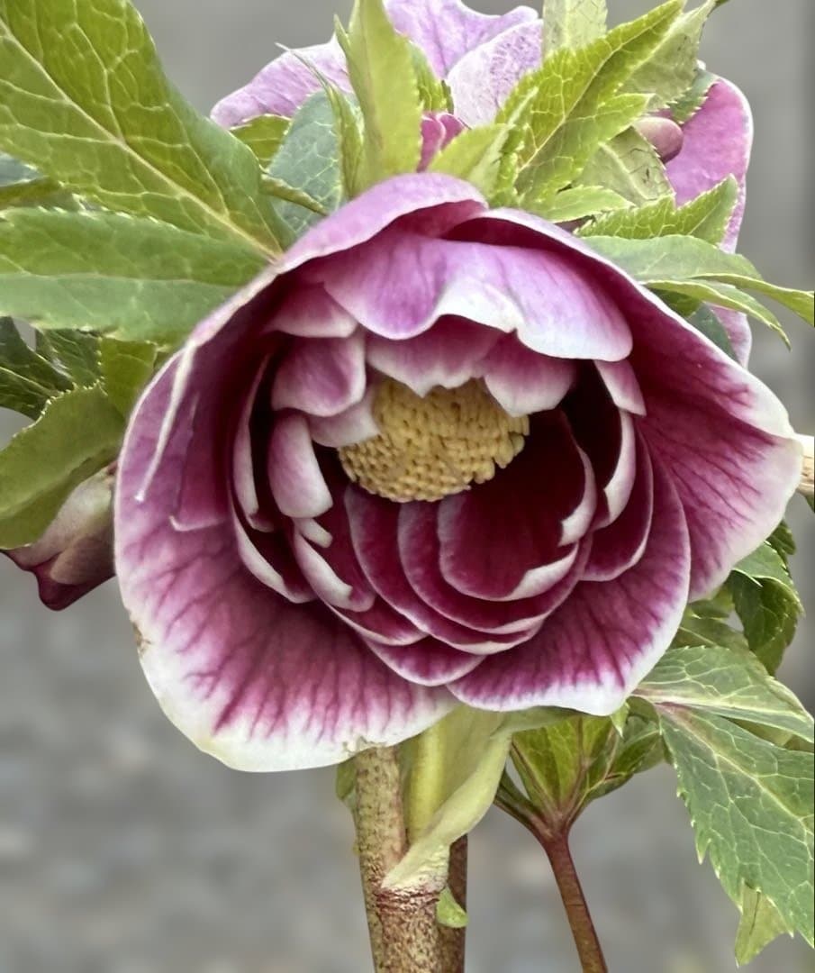 ★極上！ソレイユ　レッド★札付き★クリスマスローズ開花株