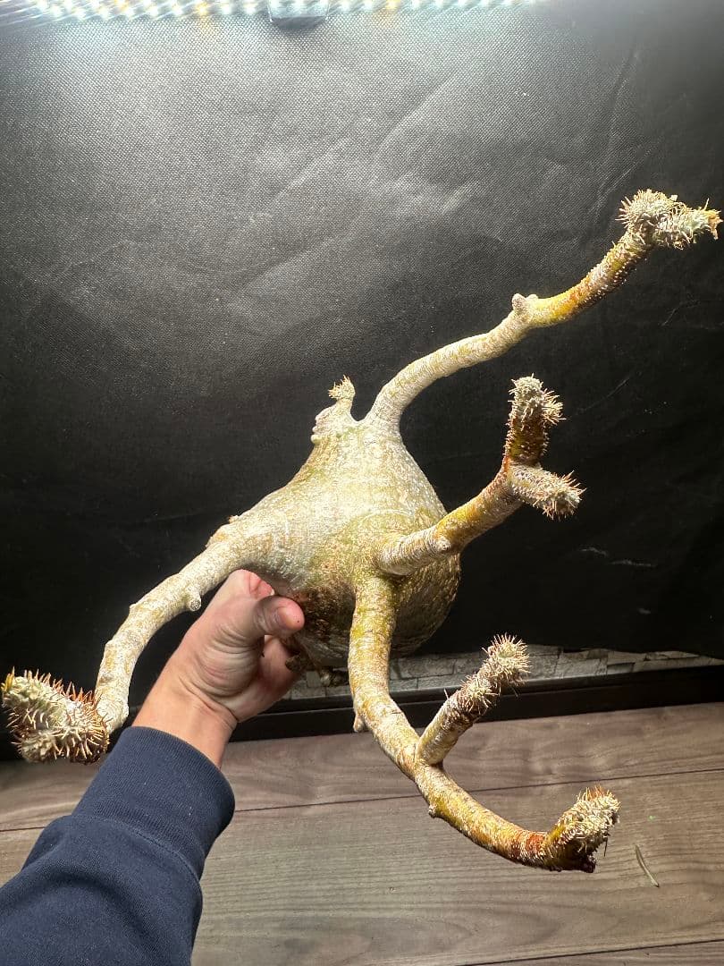 【パキポディウム_グラキリス】グラキリス 現地球 大サイズ 37