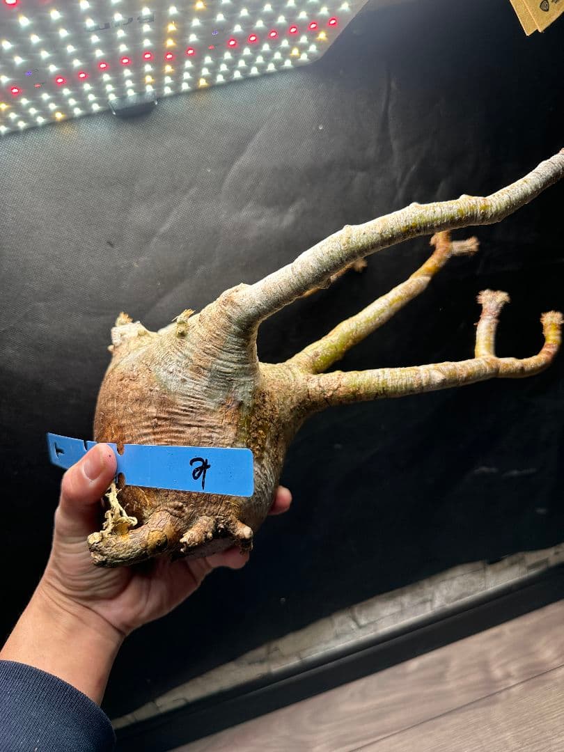 【パキポディウム_グラキリス】グラキリス 現地球 大サイズ 37