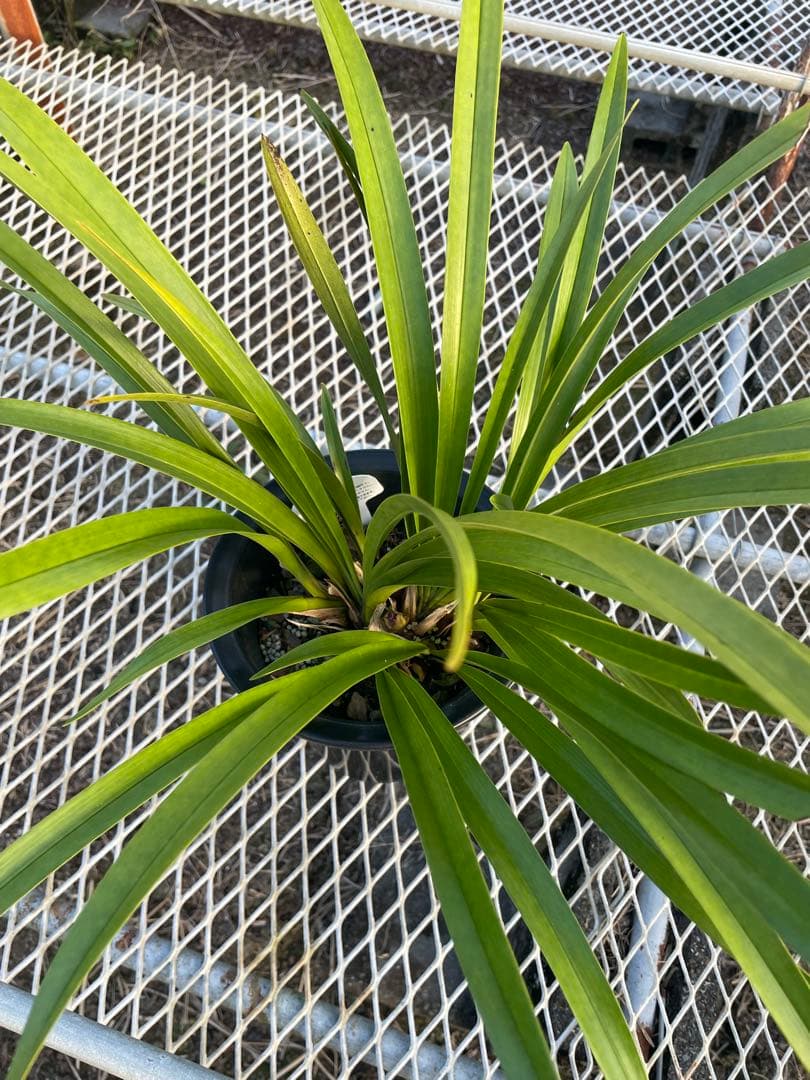 R8年キンリョウヘン花芽7本#2 - メルカリ