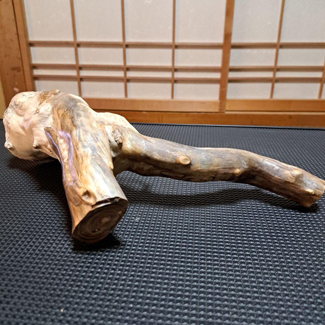 【極上】深海松レインボーコーラル 2.2㎏ 根付け原木(太23cm/細10cm)