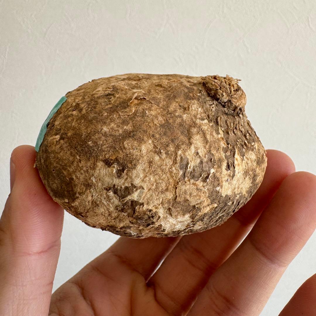 18.アデニア・オバタ 輸入直後ベアルート株　Adenia Ovata