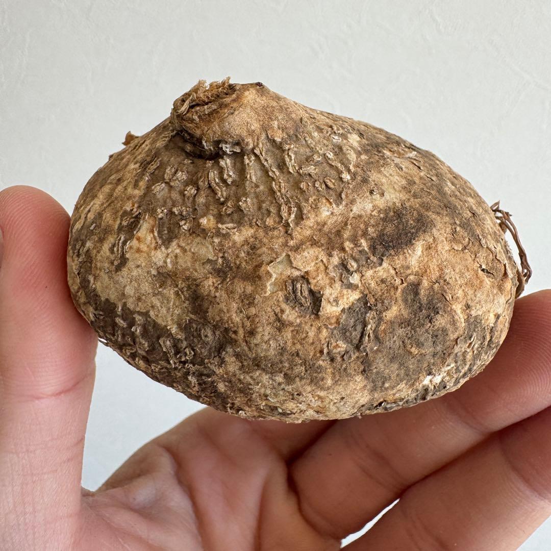 18.アデニア・オバタ 輸入直後ベアルート株　Adenia Ovata