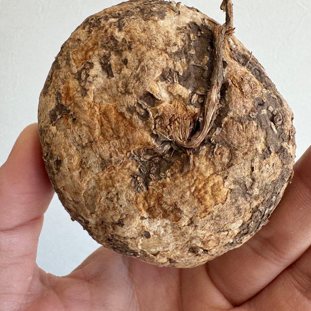 18.アデニア・オバタ 輸入直後ベアルート株　Adenia Ovata