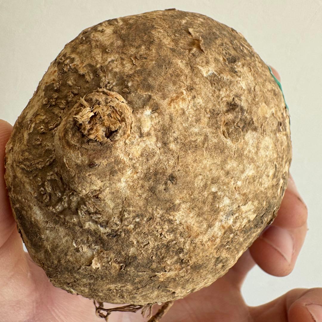 18.アデニア・オバタ 輸入直後ベアルート株　Adenia Ovata