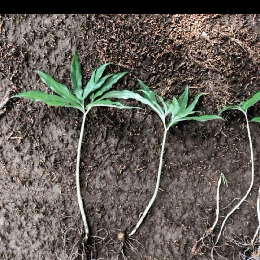 ミニウラシマソウ5.6本　浦島草　苗　 山野草　耐寒性多年草　多年草　天南星