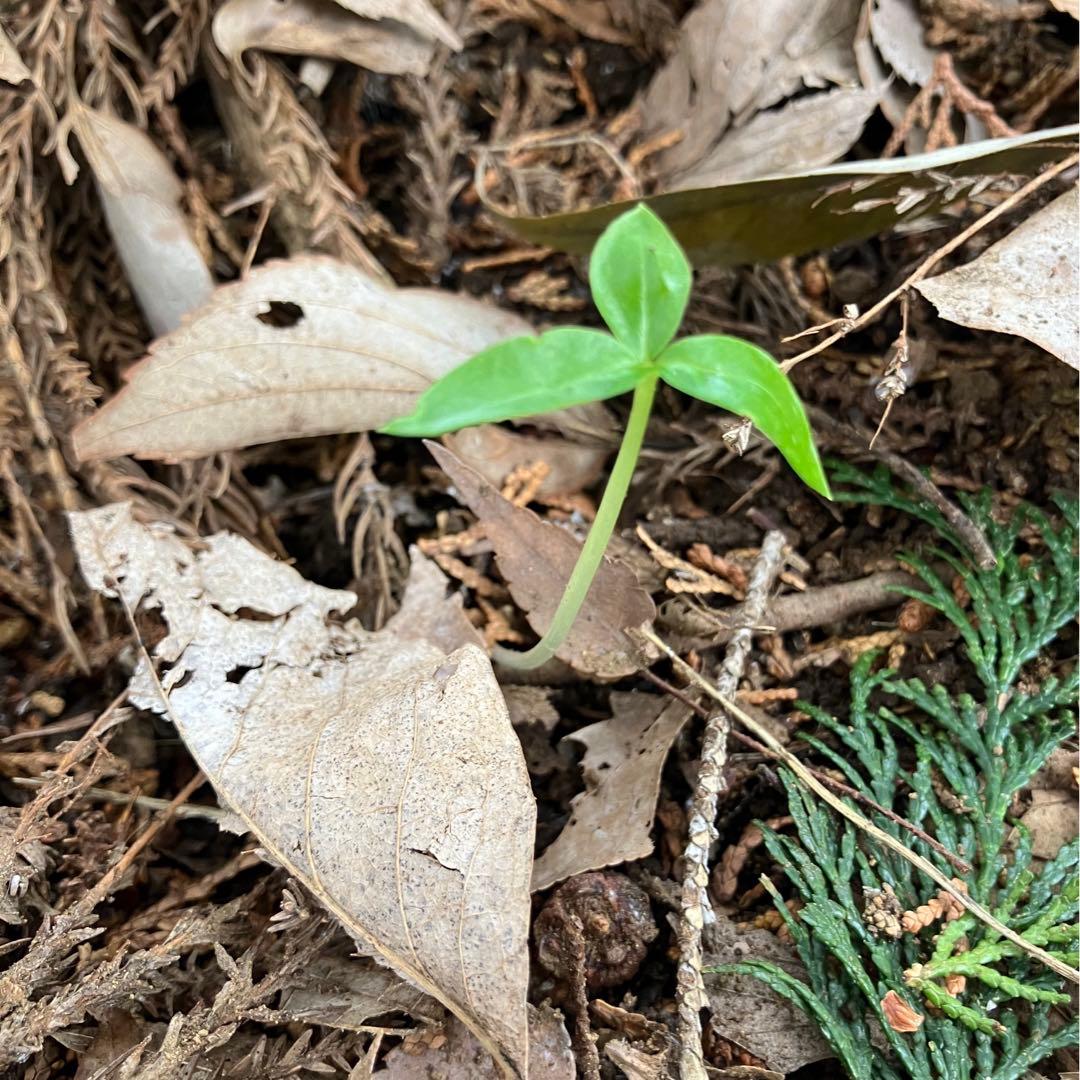 ミニウラシマソウ5.6本　浦島草　苗　 山野草　耐寒性多年草　多年草　天南星