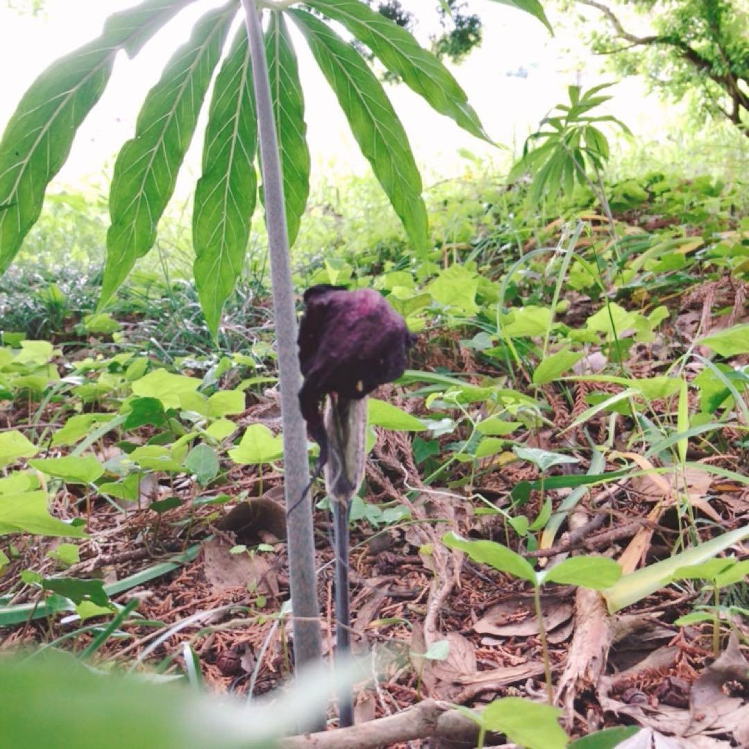 ミニウラシマソウ5.6本　浦島草　苗　 山野草　耐寒性多年草　多年草　天南星