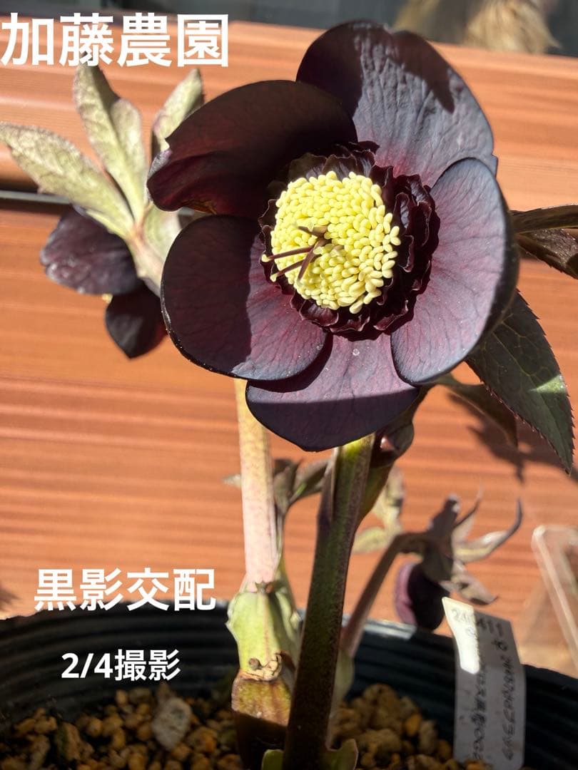 未株分】加藤農園 クリスマスローズ 黒影交配 ブラックセミダブル