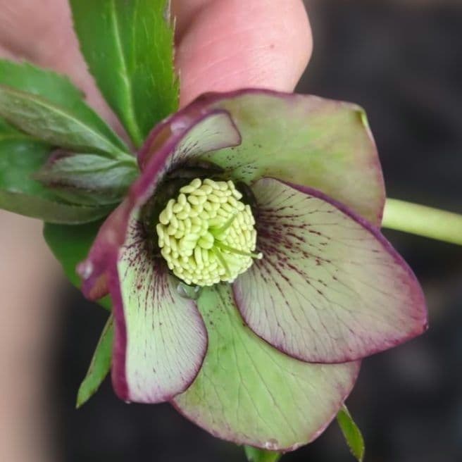 クリスマスローズの苗 シングル 蕾3 株分け苗。 - メルカリ