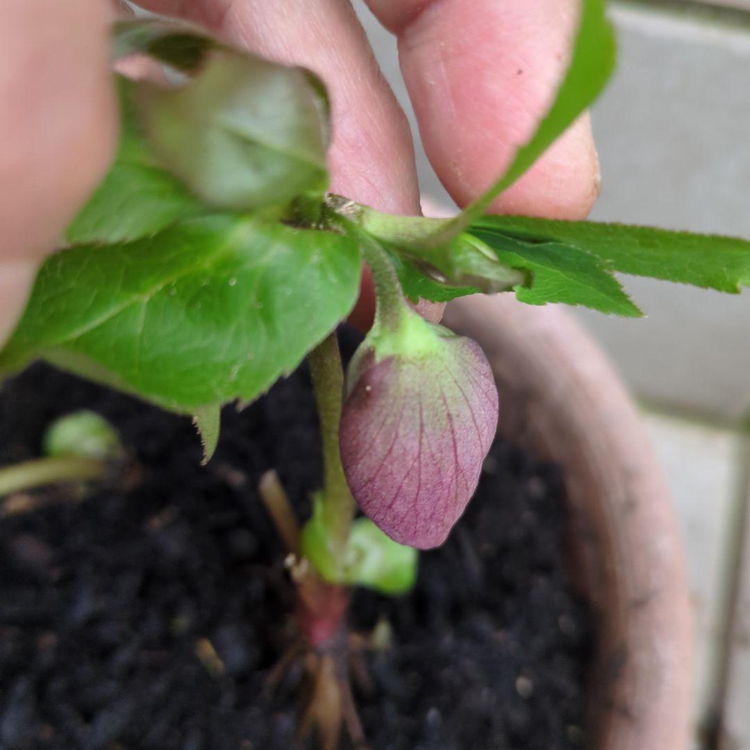 クリスマスローズの苗 シングル 蕾3 株分け苗。 - メルカリ