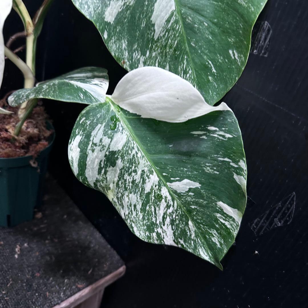 斑入りモンステラ ホワイトタイガー極美大株52cm白斑多 - メルカリ