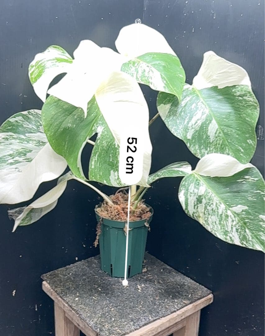 斑入りモンステラ ホワイトタイガー極美大株52cm白斑多 - メルカリ