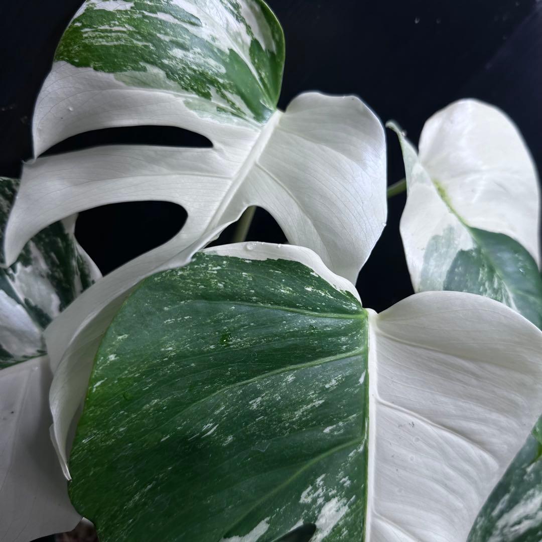 斑入りモンステラ ホワイトタイガー極美大株52cm白斑多 - メルカリ